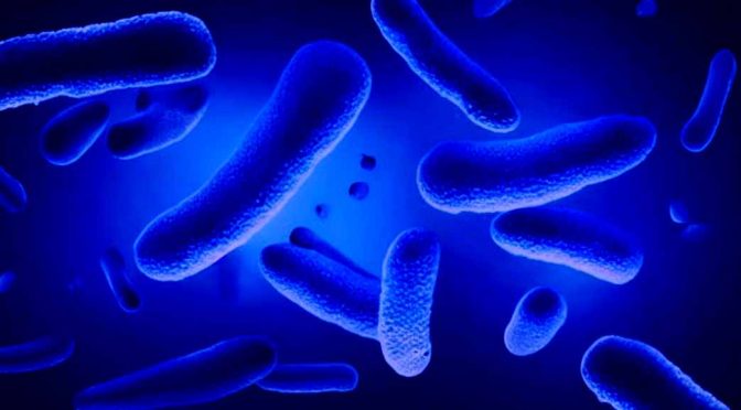 Reino Monera: Bacterias y Arqueas